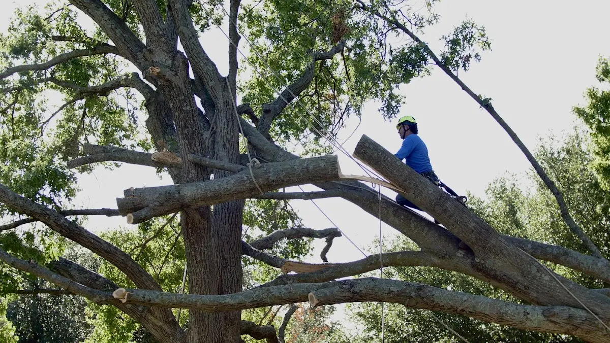 Professional Hazardous Tree Removal performed by certified arborists in Raymondville